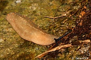 DSC_7631 Vaginula seychellensis White slug_tn